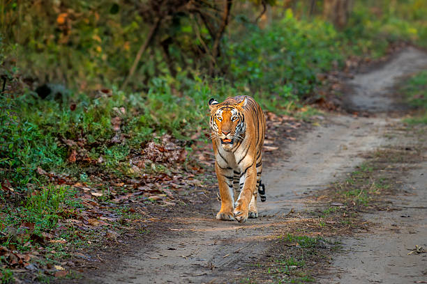 bandipur tiger reserve near mysore