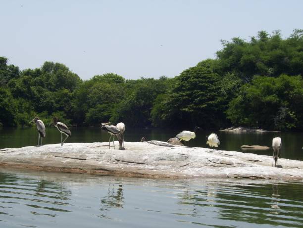 ranganathittu bird sanctuary