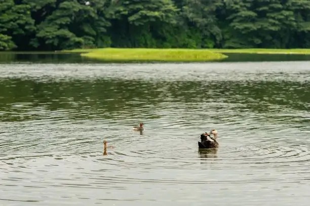 karanji lake in mysore